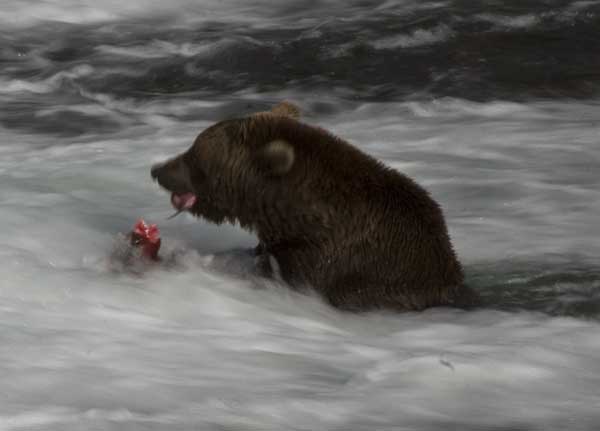 bear_eating1.jpg