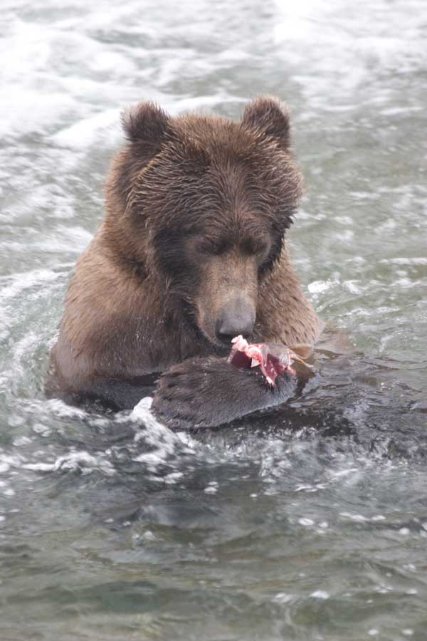 bear_eating3.jpg