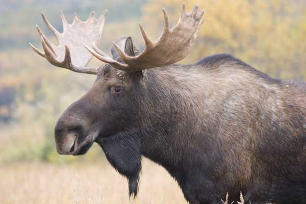 moose1.jpg