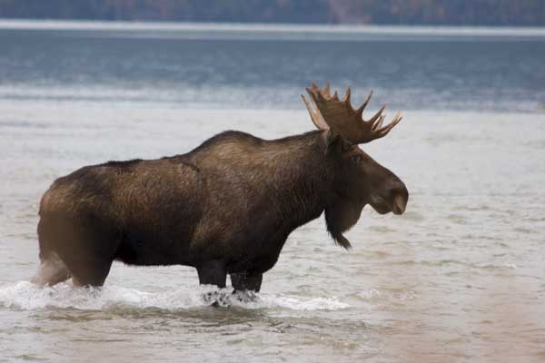 moose4.jpg