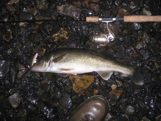 taney-walleye1.jpg