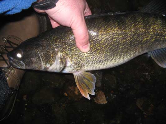 taney-walleye2.jpg