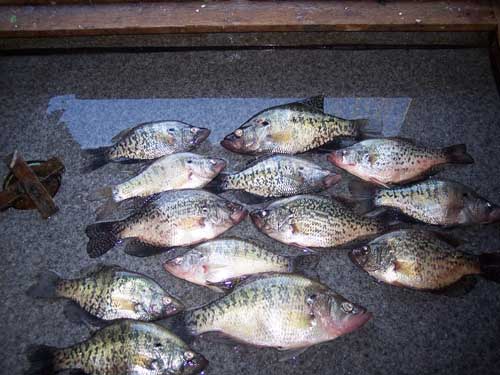 4-6-06_crappie.jpg