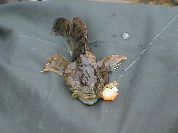 sculpin1.jpg