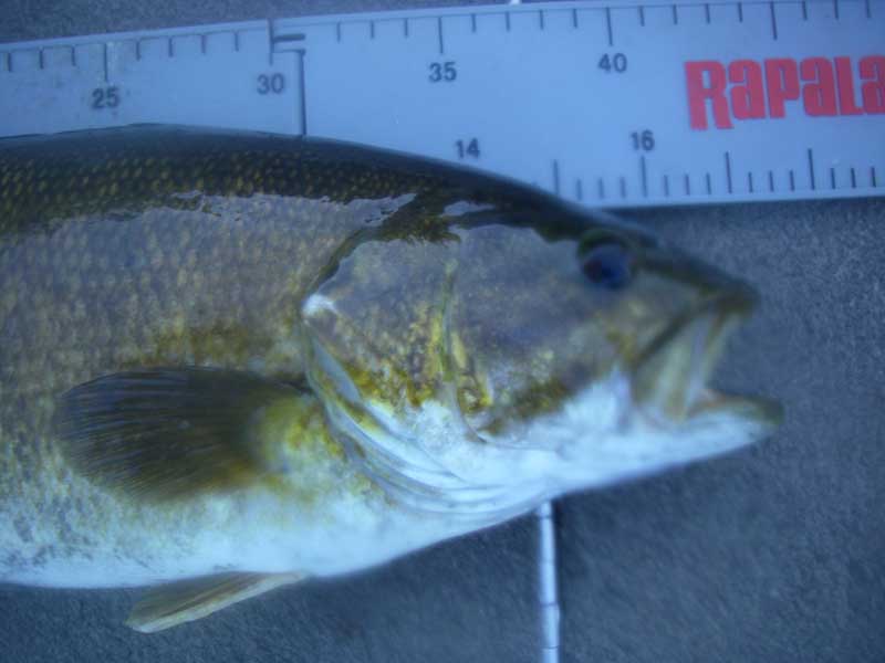 5-4_smallie1.jpg