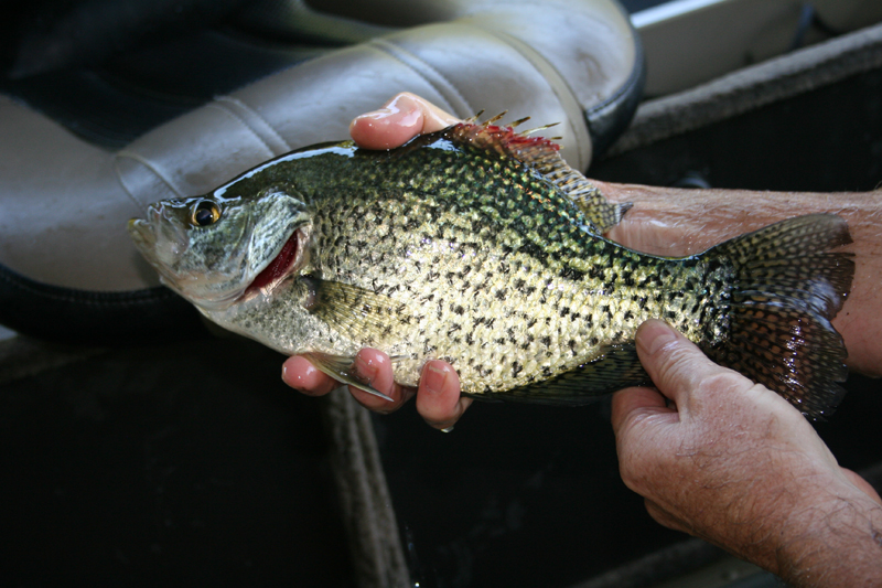 6-28-crappie-800.jpg