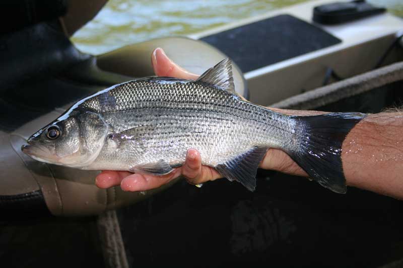 6-28-white-bass-800.jpg