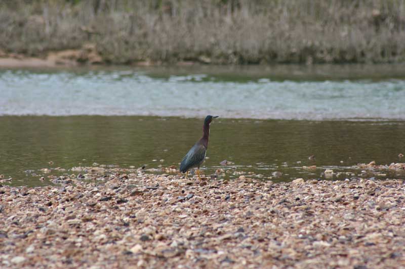 narrows_bird1.jpg