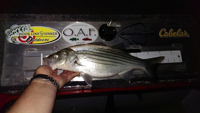 More information about "Fun afternoon fishing (good bass)"