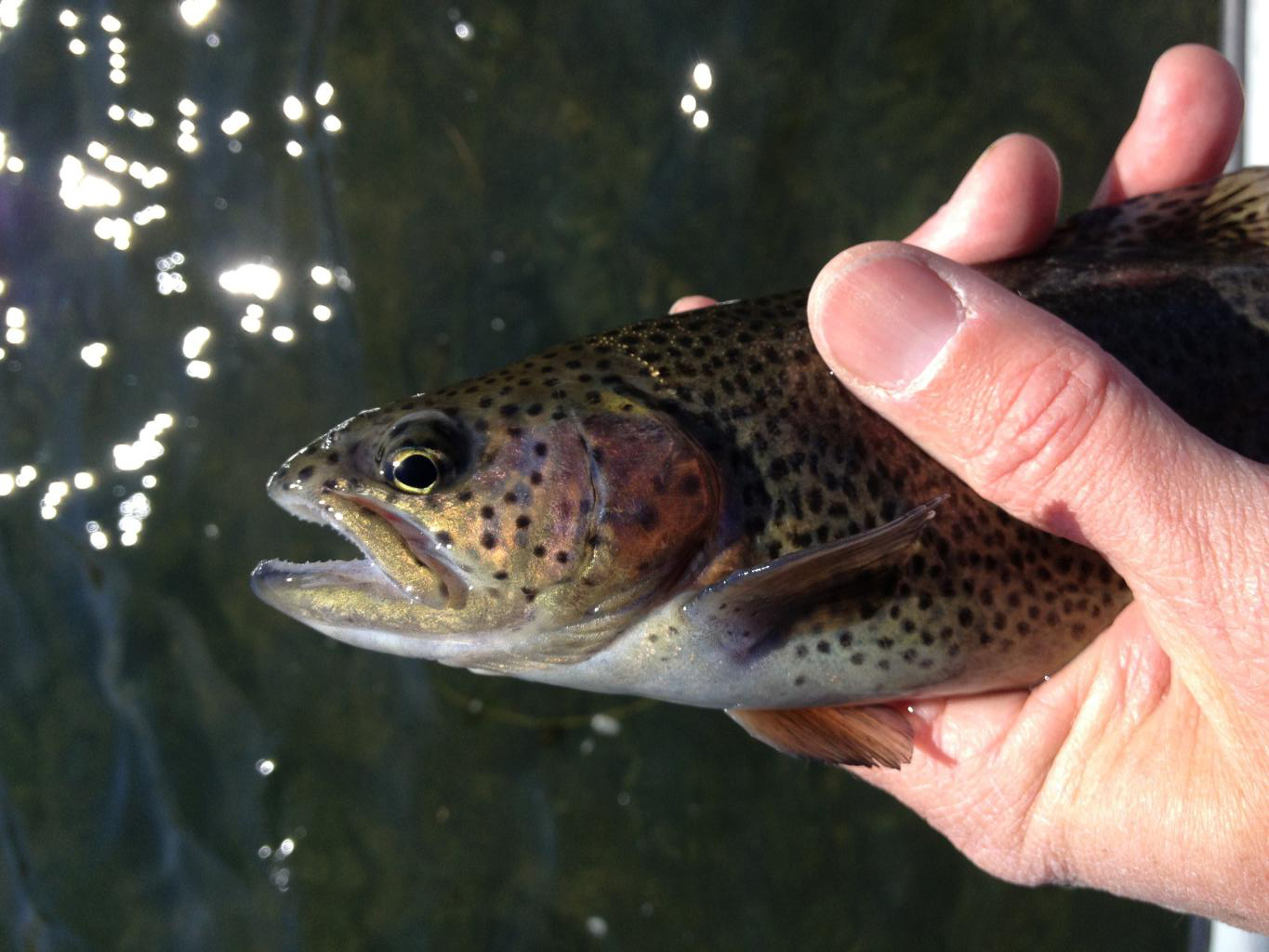 More information about "White River Fishing Report 2/24/15"