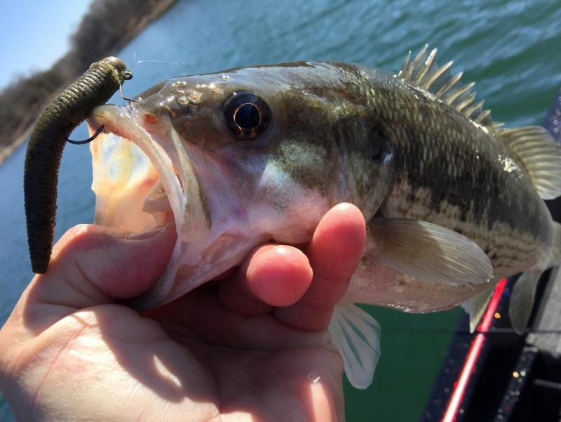 More information about "February 10Th. Current Fishing Report White River Table Rock Lake"