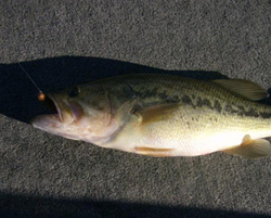 More information about "Shell Knob And The Varmint  Table Rock Lake Report"