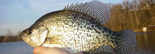 More information about "Crappie Report - 2/7"