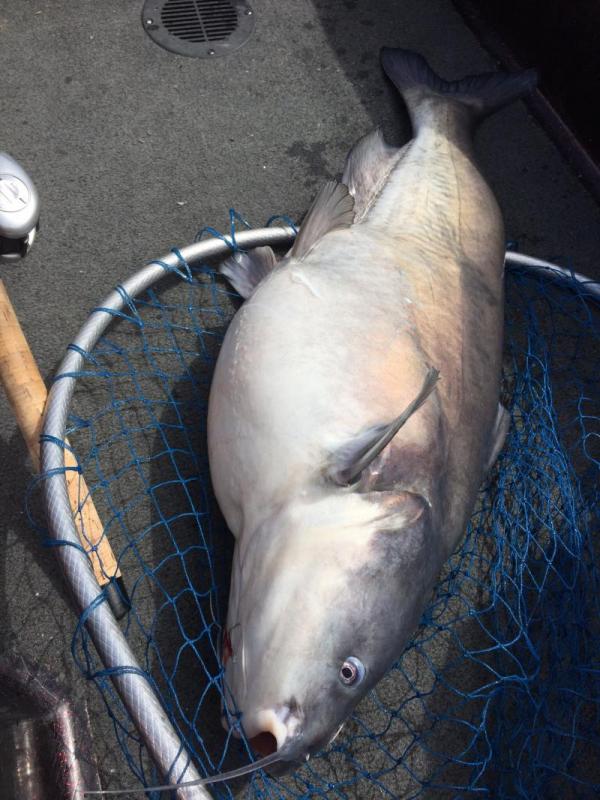 More information about "Bass on LOZ"