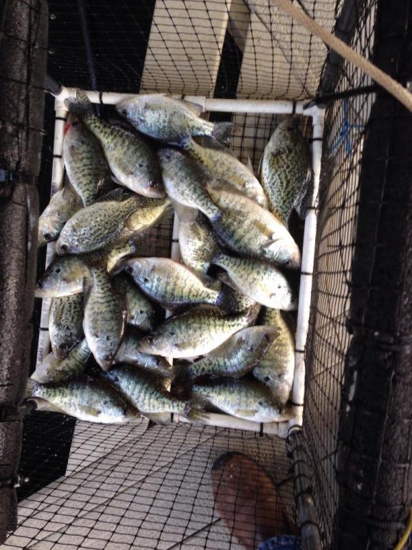 More information about "Crappie Fishing on Gravois Mon and Tues"