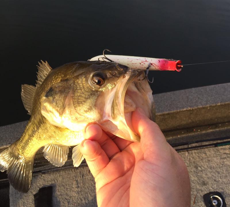 More information about "Memorial Day Weekend Bass Report - Mid Lake"