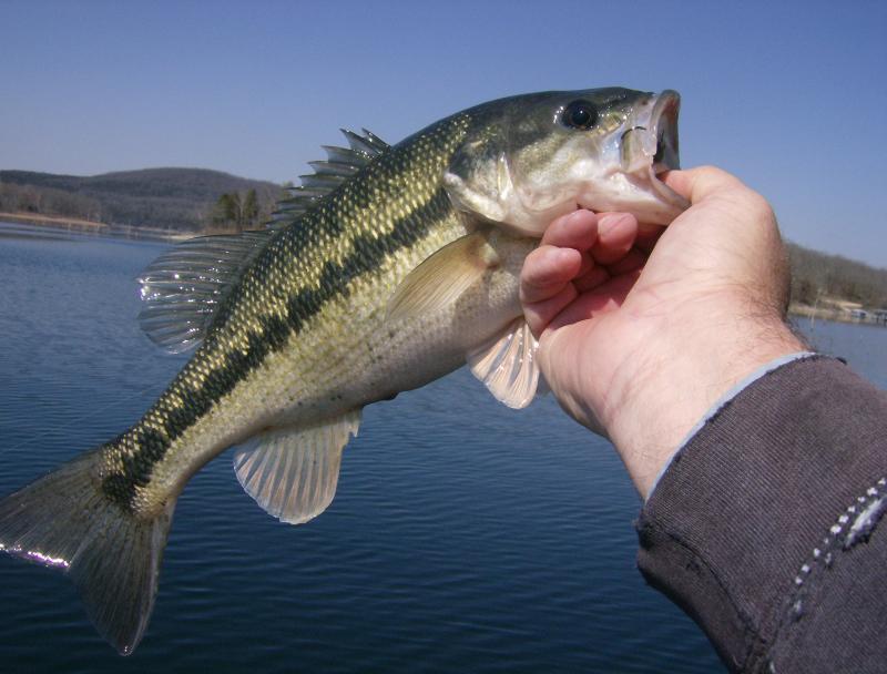 More information about "Big M area report"