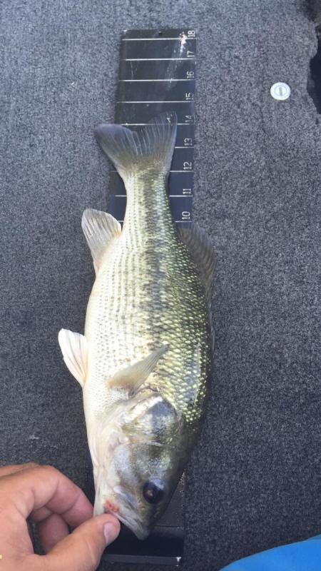 More information about "Cape Fair 8/2k"