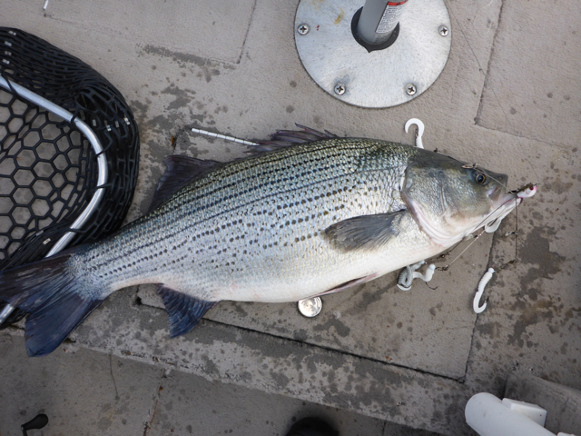 More information about "Upper End, 4-9"