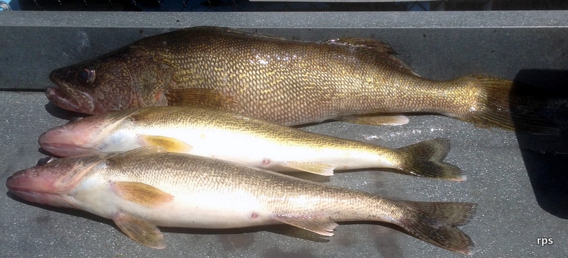 More information about "6 Aug Upper End: They keep moving!"