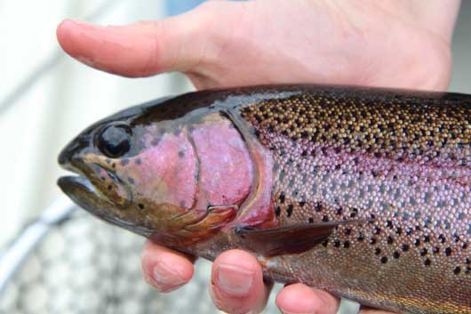 More information about "Lilleys' Taneycomo Fishing Report, May 29"