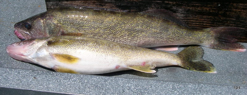 More information about "Upper End June 4"