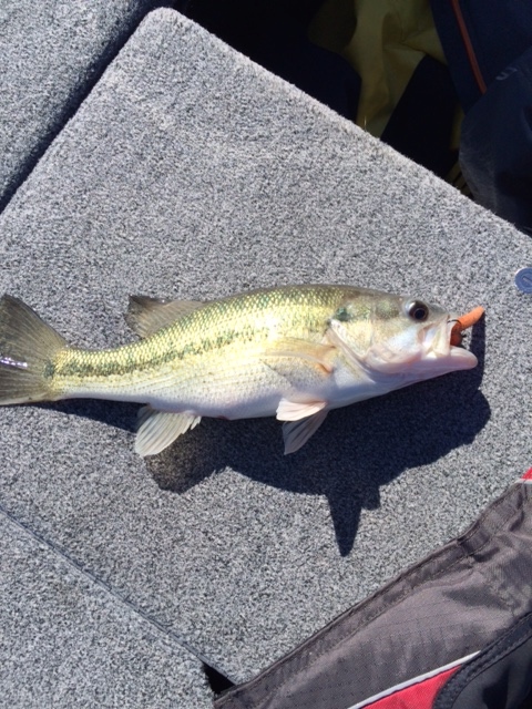 More information about "Ice Jig & Gar"