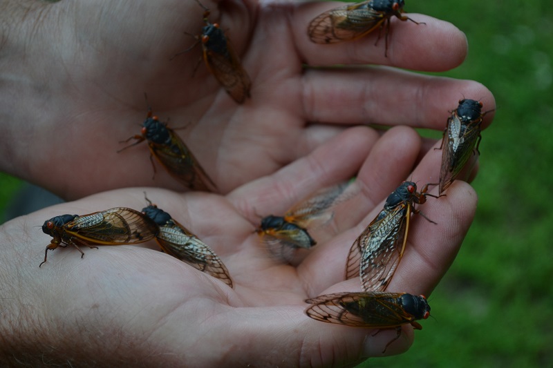 More information about "Cicadas"