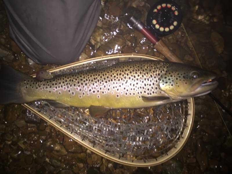 More information about "Nice Brown on Taney"