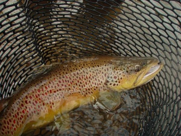More information about "The Anatomy of a White River Brown Trout Trophy Hunt"