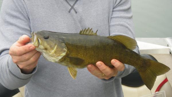 More information about "Many Ways of the Fall"