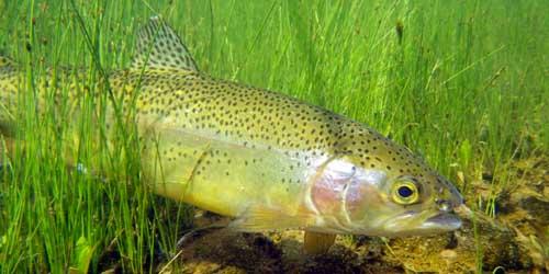 More information about "Zebra Midges"