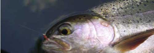 More information about "Stalking Trout"