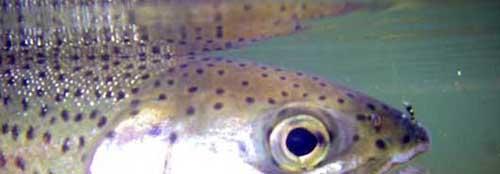 More information about "Swinging Dries"