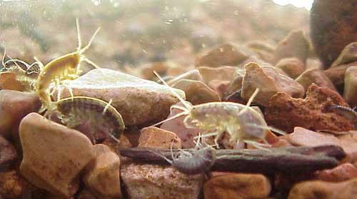 More information about "Taneycomo's Freshwater Shrimp (scuds)"