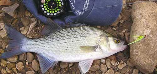 More information about "White Bass Primer"