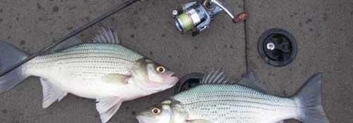 More information about "Bull Shoals White Bass"