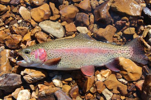 More information about "Lake Taneycomo - February 25"