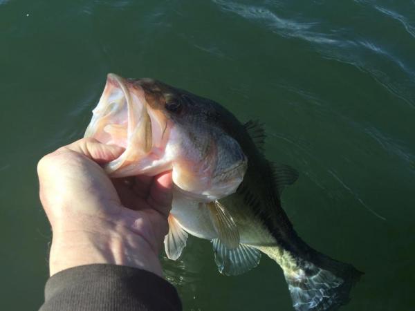More information about "Table Rock Lake February 1st. 2016 Report"