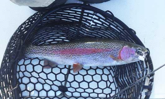 More information about "Lake Taneycomo - March 5"