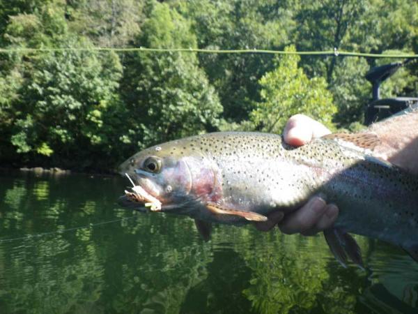 More information about "Lilley's Lake Taneycomo fishing report, August 21"