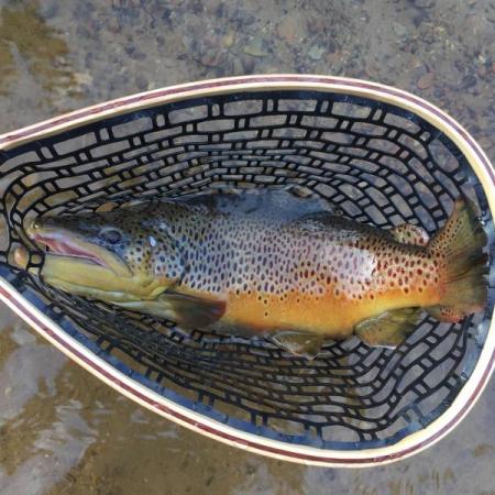 More information about "Lilley's Lake Taneycomo fishing report, October 19"