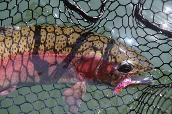 More information about "Hopper bite is heating up on Taneycomo"