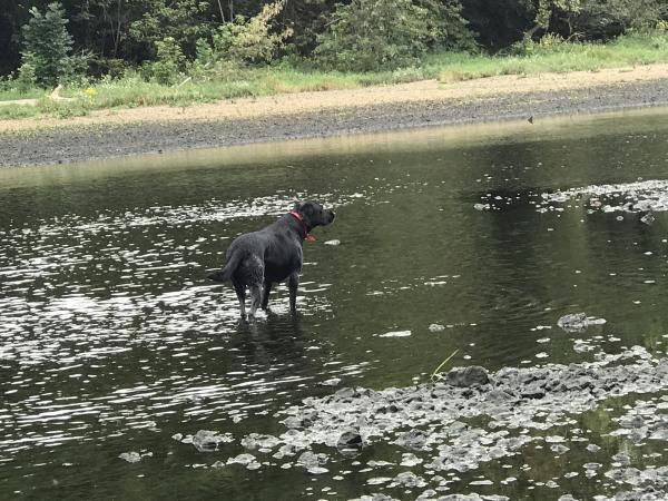 More information about "Slow start to a good morning, Taneycomo"