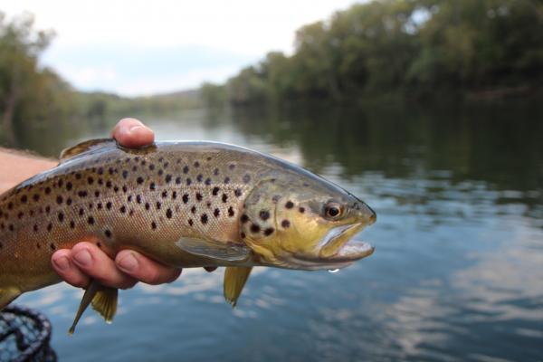 More information about "Lilley's Report (unedited)"