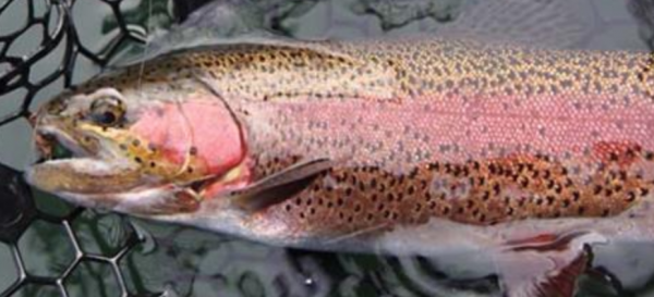 More information about "Lilley's Taneycomo report, November 17"