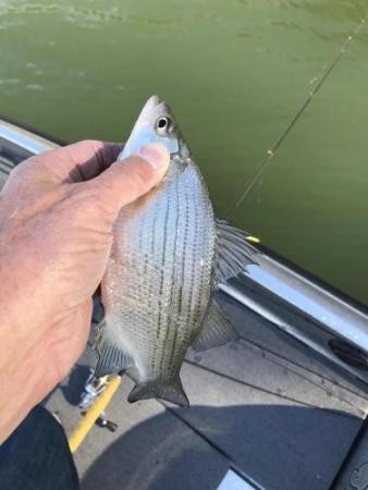 More information about "11/27/17 Fishing Report"