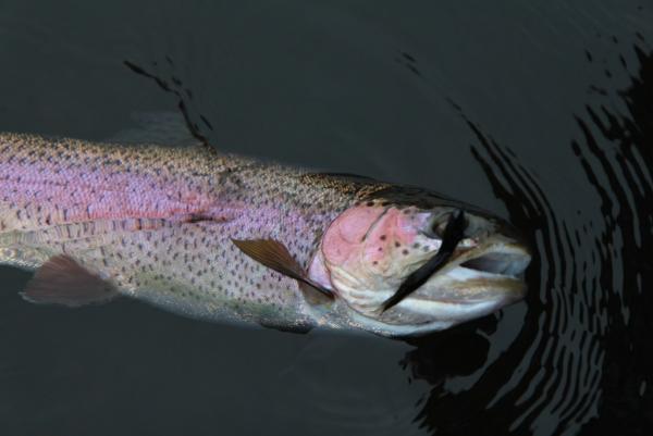 More information about "Lilley's December 12 Report"