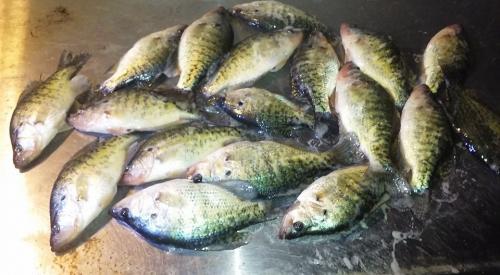 More information about "Fun cold day crappie fishing"