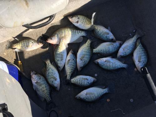 More information about "Oooh was it a bad day to be a minnow"